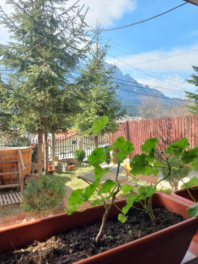Mountain View Appartement Buşteni Buitenkant foto